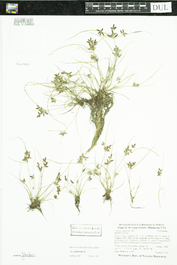 Cyperus image