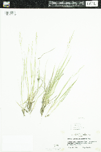 Dichanthelium depauperatum image