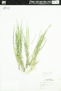 Dichanthelium depauperatum image