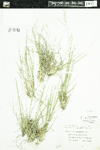 Dichanthelium depauperatum image