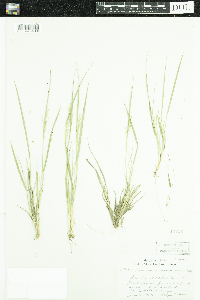 Dichanthelium depauperatum image