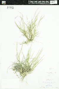 Dichanthelium depauperatum image