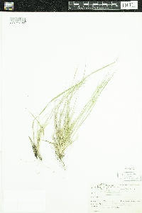 Dichanthelium depauperatum image