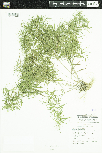 Dichanthelium dichotomum var. dichotomum image