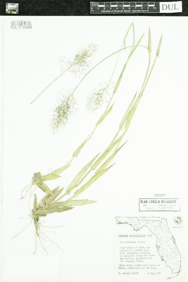 Dichanthelium erectifolium image