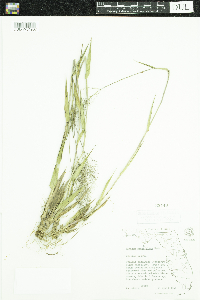 Dichanthelium erectifolium image