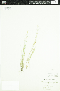 Dichanthelium linearifolium image
