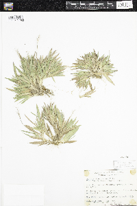 Dichanthelium acuminatum subsp. fasciculatum image