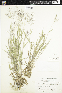 Dichanthelium acuminatum subsp. lindheimeri image