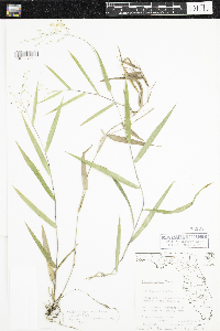 Dichanthelium commutatum image