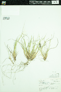 Dichanthelium depauperatum image