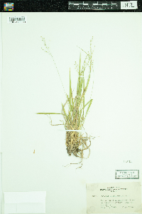 Dichanthelium depauperatum image