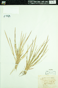 Dichanthelium depauperatum image