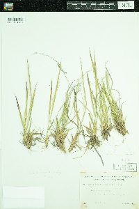 Dichanthelium depauperatum image