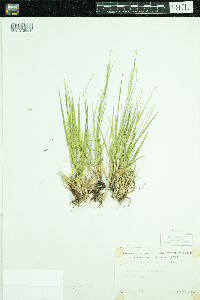 Dichanthelium depauperatum image