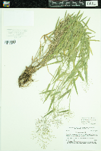 Dichanthelium acuminatum image