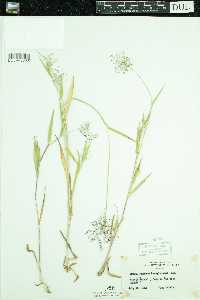 Dichanthelium acuminatum image