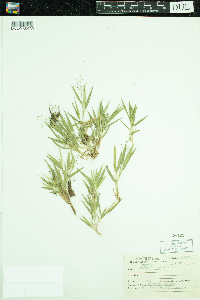 Dichanthelium acuminatum image