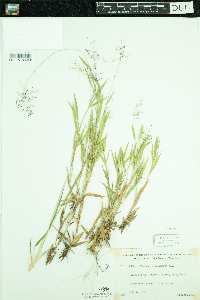 Dichanthelium acuminatum image