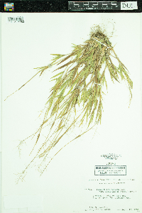 Dichanthelium acuminatum subsp. fasciculatum image