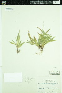 Dichanthelium acuminatum subsp. fasciculatum image