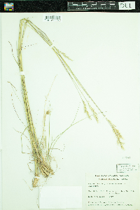 Danthonia spicata image