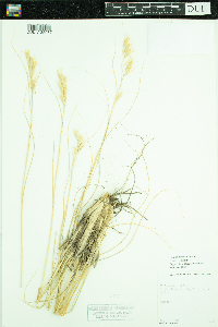 Image of Danthonia parryi