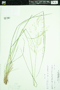 Deschampsia cespitosa image