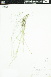 Deschampsia cespitosa subsp. cespitosa image