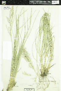 Deschampsia cespitosa image