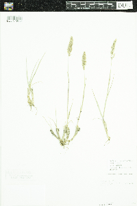 Deschampsia cespitosa image