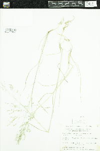 Deschampsia cespitosa subsp. cespitosa image