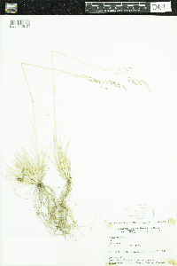 Deschampsia cespitosa subsp. cespitosa image