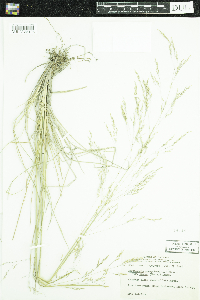 Deschampsia cespitosa subsp. cespitosa image