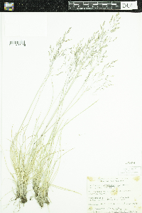 Deschampsia cespitosa subsp. cespitosa image
