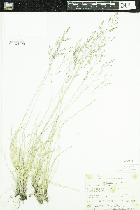 Deschampsia cespitosa image