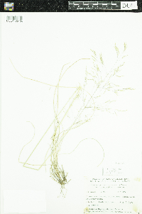 Deschampsia cespitosa subsp. cespitosa image