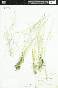 Deschampsia cespitosa subsp. cespitosa image