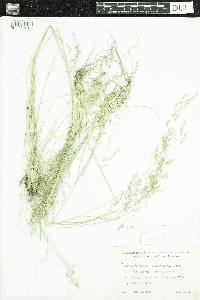 Deschampsia cespitosa subsp. cespitosa image