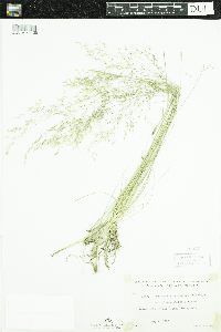 Deschampsia cespitosa image