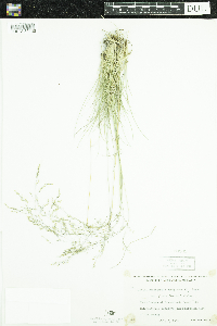 Deschampsia cespitosa subsp. cespitosa image