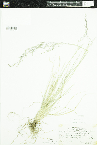 Deschampsia cespitosa image