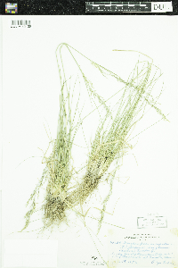 Deschampsia cespitosa subsp. cespitosa image