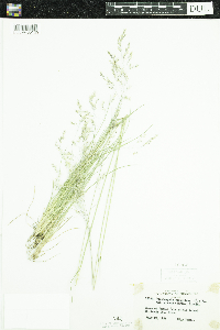 Deschampsia cespitosa subsp. cespitosa image