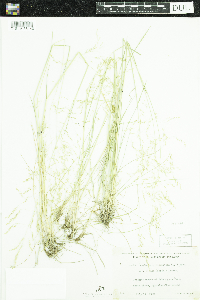 Deschampsia cespitosa image