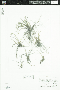 Isoetes lacustris image