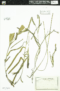 Potamogeton nodosus image