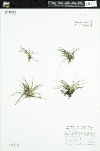 Isoetes echinospora image