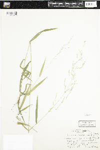 Cinna latifolia image