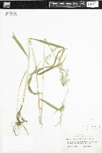 Cinna latifolia image